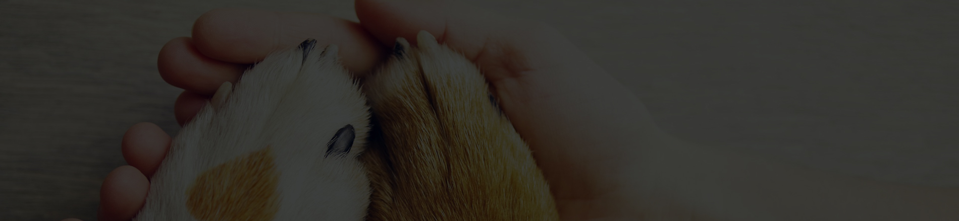 image de pattes de chien avec une main humaine