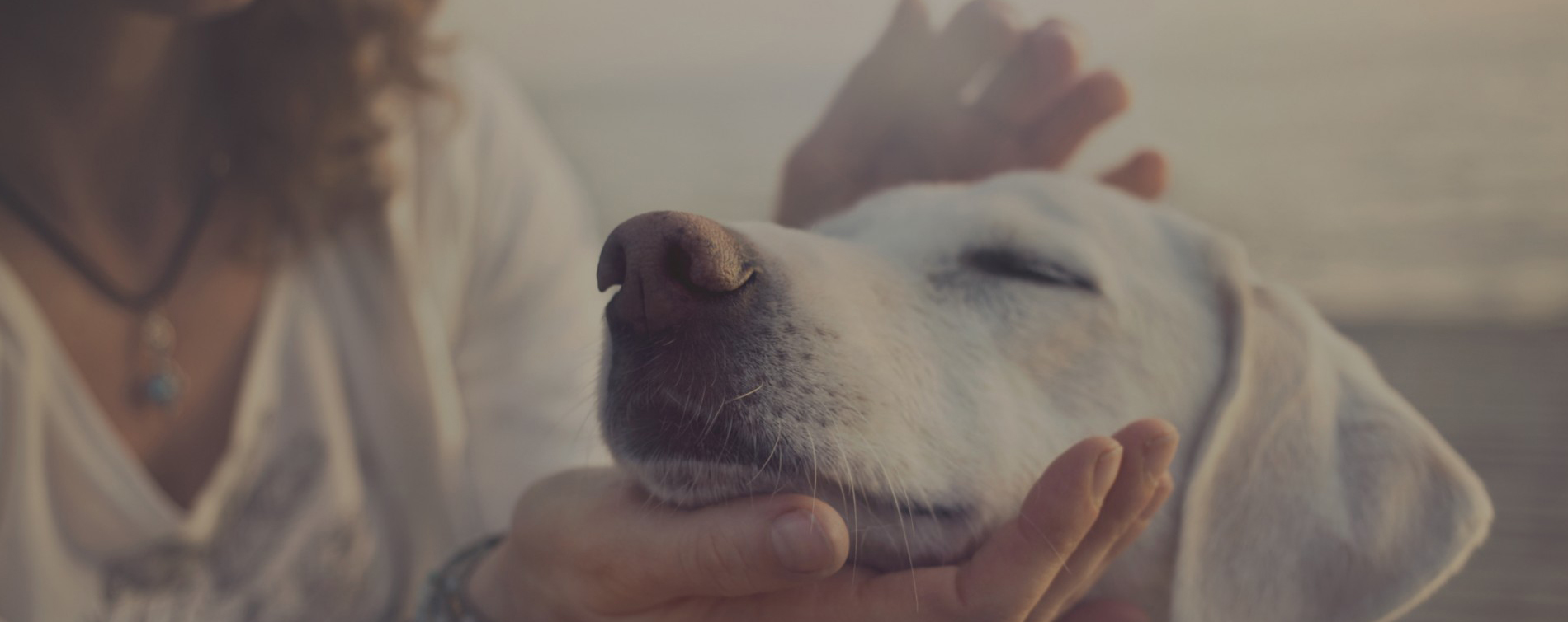 chien compagnon crémation animaux RB