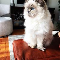 image du compagnon Darling