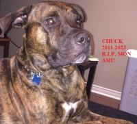 companion image Chuck