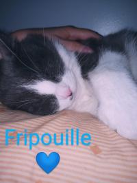image du compagnon Fripouille