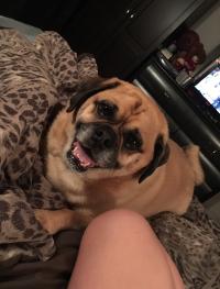 image du compagnon Guizmo