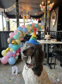 image du compagnon Jazz