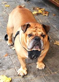 image du compagnon Rupert