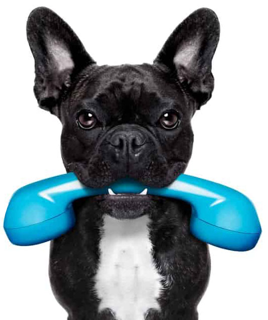 image de chien avec un telephone bleu